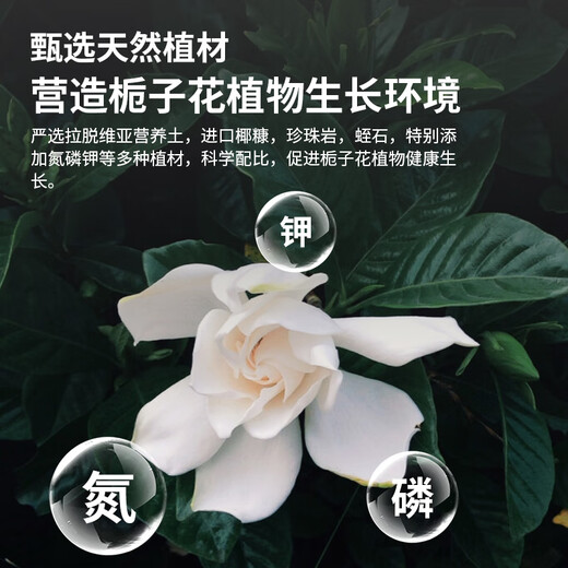 Shangyang gardenia special nutrient soil 8L gardening vegetable and flower soil planting flower granular soil organic peat soil