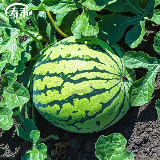 Shouhe crunchy type 8424 watermelon seeds, early good quality, early maturity, thin skin, summer and autumn seeds, watermelon seeds, 40 pieces of crunchy 8424 watermelon seeds