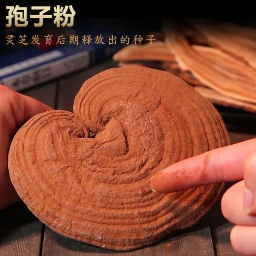 白云山长白山优选灵芝孢子粉头道林芝孢子粉赤灵芝种子粉质细腻礼盒 精品灵芝孢子粉【250克】一瓶 送灵芝片一袋