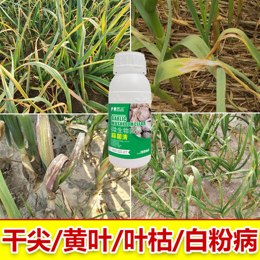Garlic Bacteria Clear Extract Garlic Special Medicine Dry Tip Yellow Leaf Root Rot Leaf Blight Rust Purple Spot Sterilizing Garlic Bacteria Clear 100ml 2 Bottles