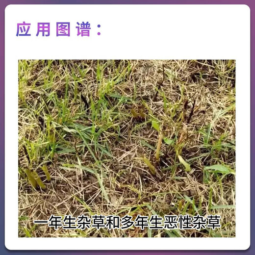 Jinfanda Jinfanda 80% sal de amonio con glifosato 888 malezas anuales de glifosato pesticida herbicida para malezas malignas de varios años 50 g * 160 bolsas