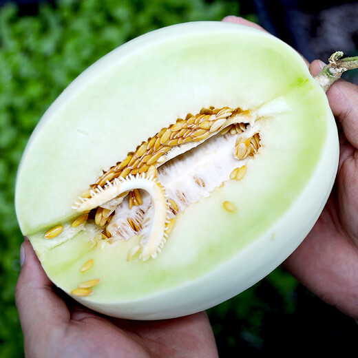 NONGZHIZI New Jade Mushroom Melon Seeds White Yugu Cantaloupe Honeydew Watermelon Fruit Honeydew Ice Cream New Jade Mushroom Melon Seeds 30 capsules 2/no residue