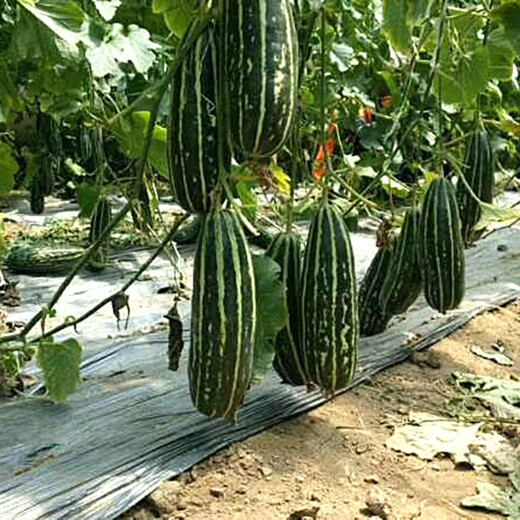 Zhongke Maohua Melon Fruit Seeds Bomei 94 muskmelon seed yield exceeds No. 9, a new early-maturing large horn-shaped thin-skinned variety with thick flesh. Bomei 94 muskmelon 100 pieces/bag, high yield and crispy