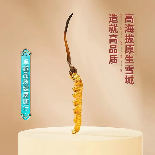 固成堂冬虫夏草 50根礼盒装3根/克藏族虫草干货送礼盒装 100根送礼盒装