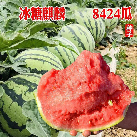Big and sweet 8424 Kirin seeded watermelon seeds, extra large four-season vegetable and fruit seeds, original, about 250 pieces, affordable 989# rock sugar Kirin 8424 watermelon seeds