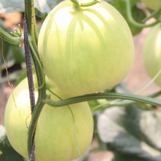 Shouhe melon seeds Shandong crispy Shouguang Boyang Dabaisha honey fruit sowing in winter and spring planting early maturing Fuji Tianbao melon seeds 2g
