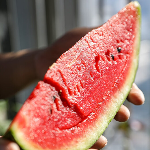 Shouhe fruit seeds early spring ruby gift watermelon 2k small watermelon thin skin sweet spring planting balcony potted spring and autumn early spring ruby watermelon seeds 60 capsules/70% of the candidates