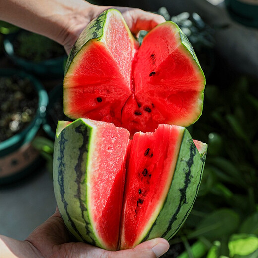 Shouhe fruit seeds early spring ruby gift watermelon 2k small watermelon thin skin sweet spring planting balcony potted spring and autumn early spring ruby watermelon seeds 60 capsules/70% of the candidates