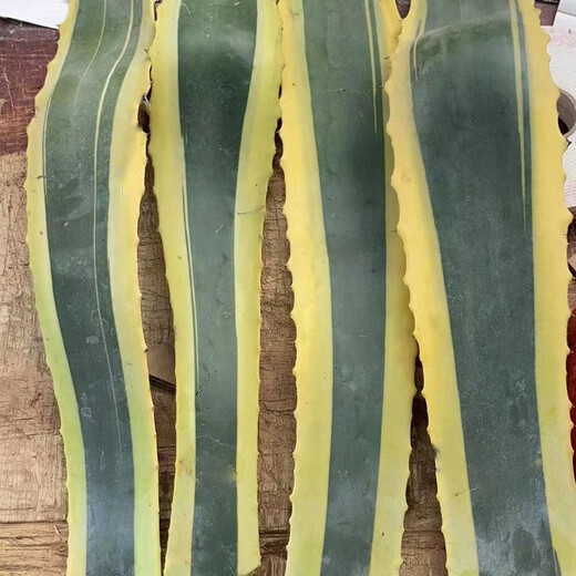 
The golden-edged lotus plant can be used for medicinal gold-edged orchid agave thorny orchid agave seedlings. The golden-edged agave leaves are about 50 cm long.