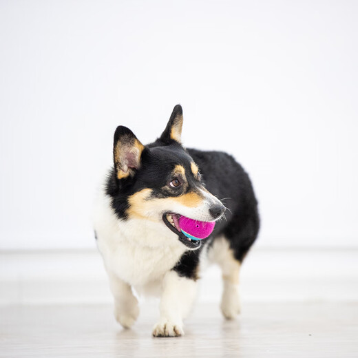 GiGwi dog toy tennis ball with sound, teeth grinding, chewing resistance, sound, medium and large dog toy ball, pet toy ball, medium size