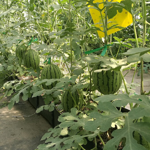 Jingyan watermelon seeds super sweet small watermelon Jingxin 8424 rock sugar unicorn melon Academy of Agricultural Sciences watermelon seedlings lazy melon seeds Jingmei 2K small watermelon 5g