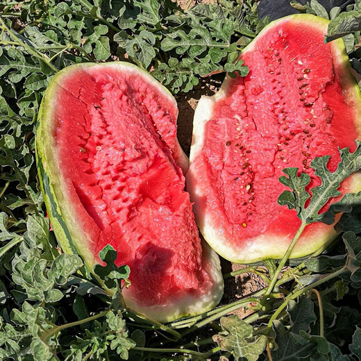 Shouhe Lazy Man Watermelon Seed Lazy Man King Melon Extra Large Spring No Pruning Lazy Man Fruit Seedling Southern Sweet Shouhe Jincheng No. 5 Watermelon Seed 50 capsules/bag