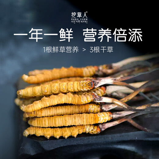 挖草人【西藏那曲】新鲜野生冬虫夏草 2025那曲野生鲜虫草头茬鲜虫草 西藏那曲鲜虫草  1.0克20根