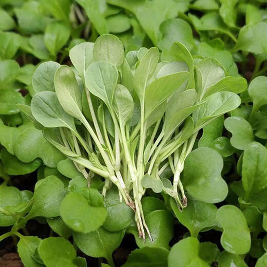 全新鸡毛菜种子 四季播种抗热耐寒蔬菜种子小白菜籽小青菜籽 鸡毛菜种子-四季新品种发芽率90% 原装1包约1098粒【划算】