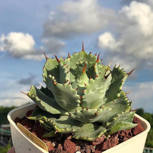 Mingyu Junyue Argan Agave trendige Pflanzen sind einfach und leicht zu wüstengrüne Pflanzen mit dicken Blatt-Agaven-Dürre-toleranten Pflanzen. Argan Agave 11-12 cm. Keine Töpfe