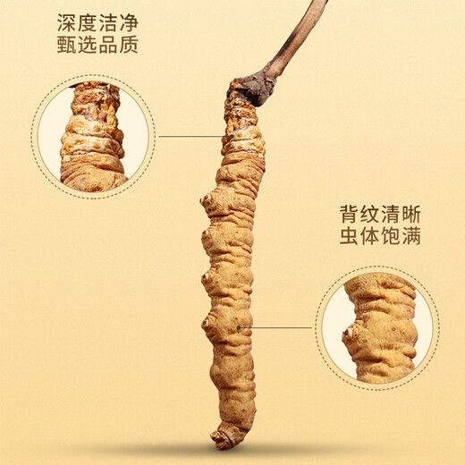 Baomingtang Cordyceps sinensis frisches Heu 1 Gramm volle Qualität ohne Gras ohne leeres Gras Geschenk Tonic für Selbstverwendung 1 g/Flasche
