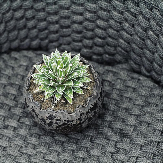 Planet on the tree Planet Plant Snow Agaveaceae succulent plant Large potted flower Snow Diameter 10-12cm No potting