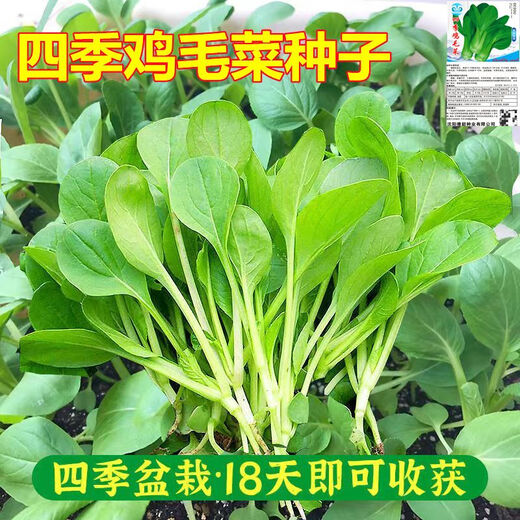 全新鸡毛菜种子 四季播种抗热耐寒蔬菜种子小白菜籽小青菜籽 鸡毛菜种子-四季新品种发芽率90% 原装1包约1098粒【划算】