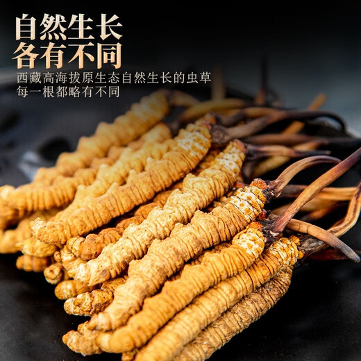 
[Tibet Straight Hair] Nagqu First Stubble Cordyceps Authentic High-altitude Dried Cordyceps Gift Boxes First Choice Special Cordyceps King 2 Roots/G 100 Roots