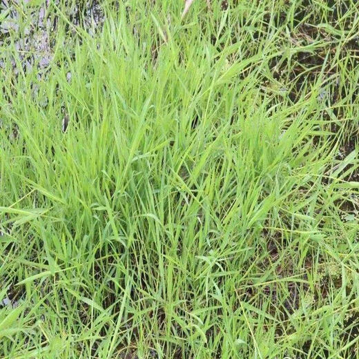 Crabgrass seeds are fast-growing weeds that germinate quickly and are malignant. Northern and Southern crabgrass seeds are sown in summer and autumn. Crabgrass seeds 200 capsules + fertilizer