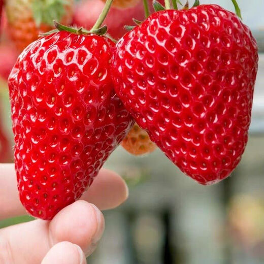 Four Seasons Cream Strawberry Seeds Spring and Autumn Home Balcony Potted Plants for Beginners Easy to Grow Fruit Red Strawberry Seeds Cream Red Strawberry Seeds/pack of about 100 seeds 5 packs of about 500 seeds