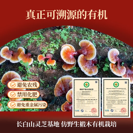 宝芝林 香港宝芝林出品破壁灵芝孢子粉 30g单盒/60g礼盒装 1盒 60g 礼盒装