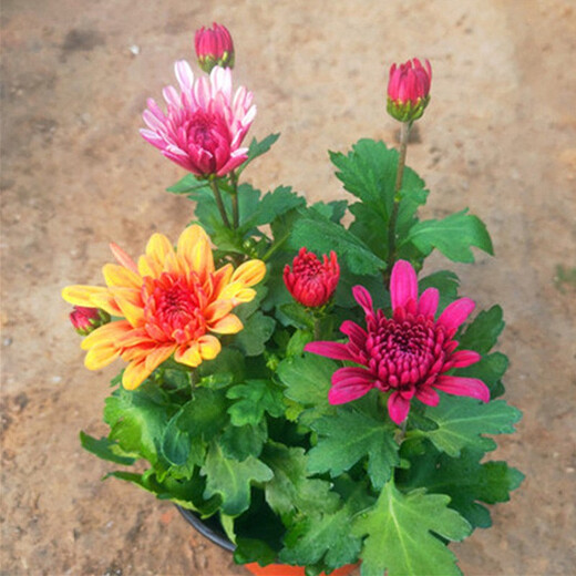 HUAHUIYOU with flower buds shipped with Dutch chrysanthemum seedlings are cold-resistant and easy to live. All seasons of flowering potted plants. Indoor and outdoor balcony green plants and flowers. Pink chrysanthemum with flower buds.