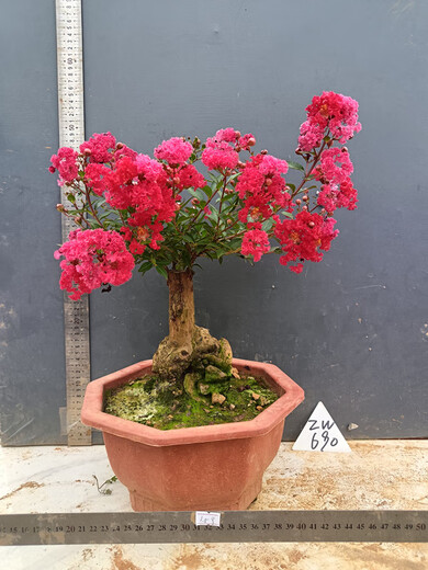 Hermosa fruta casada Flor roja Cruciferum ¡Pila antiguo Bonsai Red Rocket cien días Balcón Rojo Balcón Jardín Flor Flora de injerto Flor roja 679 bien con planta en maceta