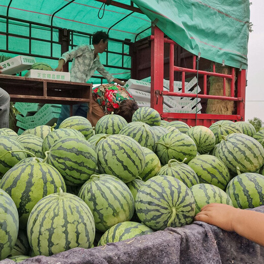 Shouhe crunchy type 8424 watermelon seeds, early mature, thin-skinned, summer and autumn seeds, 8424 watermelon seeds, 40 seeds + 20 seedlings