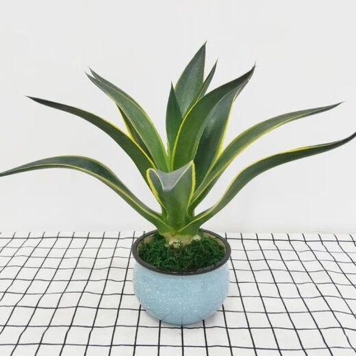 秋颖金边龙舌兰盆栽 多肉植物 虎皮兰绿植花卉好养 大颗金边龙舌兰35-40CM左右 原土发货（耐旱植物易养活）