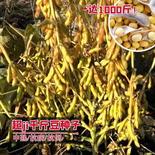 Thousand Jin Jin is equal to 0.5 kilograms of soybean seeds. Farmers grow high-protein soybean seeds in large fields. Soybean seeds. Bawangbian 5 Jin Jin is equal to 0.5 kilograms.
