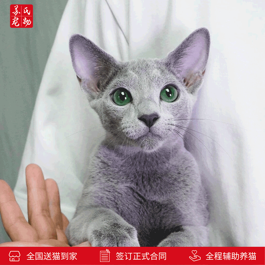 Zhuanmiao Soviet-style purebred Russian blue cat kitten live green-eyed cub domestic pet cat pedigree Russian blue cat