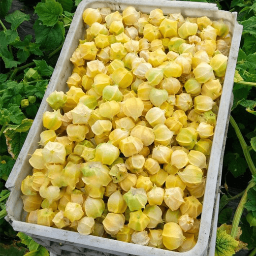 Bohui mushroom seeds, yellow mushroom seeds, yellow mushroom seeds, berry skin, thick flesh, high sweetness, easy to plant in all seasons, 4 packs of mushroom seeds, 6 packs, free fertilizer