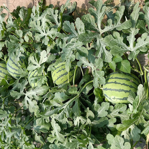 Zhongke Maohua melon and fruit seeds Zhongke Bingqilin watermelon seed improved 8424 Jingxin type replaces Meidu watermelon variety with crack resistance Zhongke Bingqilin 50 capsules/bag trial planting pack