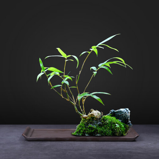 盆景盆苔藓吸水石盆器盆景盆长方形菖蒲假山上水石水培紫砂陶瓷底 盆景盆2677 陶瓷 大