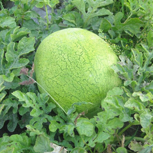 New Hongbao watermelon seeds, green-skinned, large fruit, few seeds, high sugar content, giant lazy fruit seeds in all seasons in spring, new Hongbao watermelon seeds, original 30 capsules