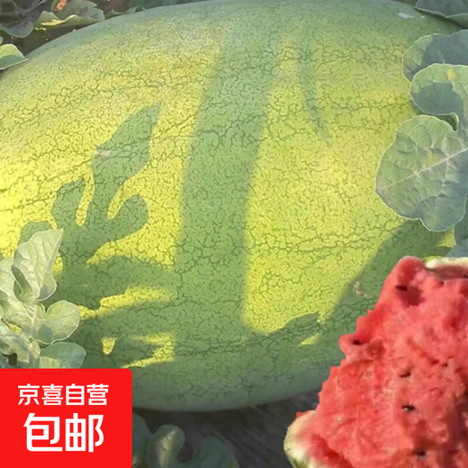 Xinhongbao watermelon seedlings, extra large, early-maturing, disease-resistant, green, extra large, sweet lazy watermelon seeds, giant watermelon seeds, A New Hongbao watermelon seeds, 5 packs