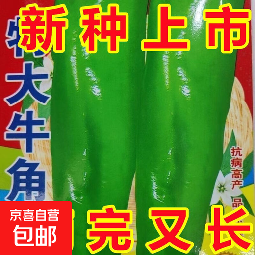 Spicy pepper seeds, golden screw green pepper, pig intestine pepper seeds, garden field balcony potted vegetable seeds, new horn pepper, slightly spicy, about 300 capsules 1 pack