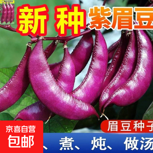 High-yielding purple lentils, purple eyebrow beans, red eyebrow bean seeds, balcony potted red Emei bean vegetables, easy to germinate in the field, purple eyebrow bean seeds, 2 packs of about 20 capsules