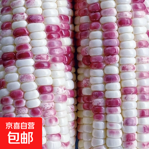 National Approval Super Sweet Colorful Waxy Corn Seeds Flowery Waxy Corn Seeds Colorful Cloud Sweet Waxy Corn Farmers High Yield National Approval Colorful Waxy Corn Seeds 2 Packs About 100 Grains