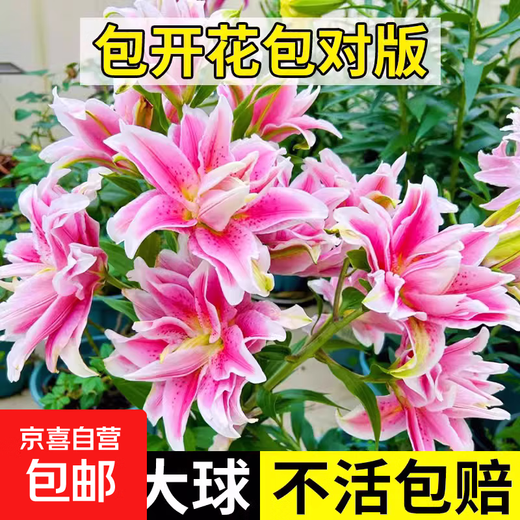 Perfume lily bulbs with buds bloom all year round, indoor and outdoor balcony multi-headed lilies are cold-resistant and easy to grow, pink, shipped with buds, 5 balls (cheaper)