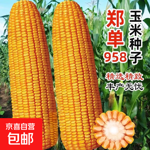 Zhengdan 958 national-approved corn variety corn seed high-yielding big stick corn seed Ludan 981 corn seed National-approved Zhengdan 958 corn seed original 3.5 Jin Jin equal to 0.5 kg 1 bag