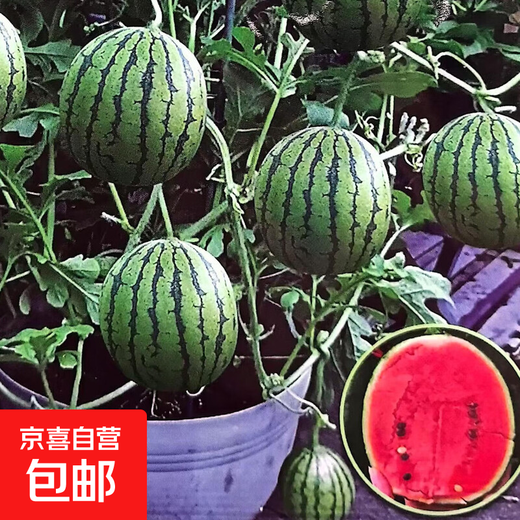 Super sweet Kirin honey pot small watermelon seeds seedless small watermelon four seasons planting balcony courtyard potted fruit seeds potted honey small watermelon seeds 3 packs