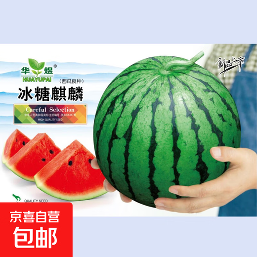 8424 Kirin watermelon seeds, seedless, high-yielding rock sugar, lazy watermelon seeds, southern four-season vegetable and fruit seeds, Huayu original color pack, 3 packs, about 150 capsules