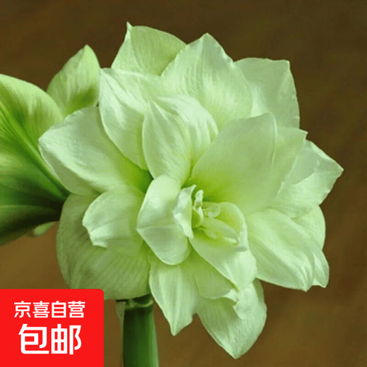 Imported amaryllis seed bulbs, large ball potted flower seedlings, double amaryllis seeds with buds for all seasons, green plants and flowers 9. Green field bulb circumference 15-18cm
