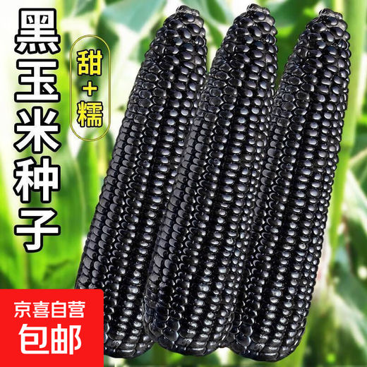 Spring black sweet waxy corn seeds, super sweet seeds, four seasons, high yield, extra large drought-tolerant seed corn, nationally approved black waxy corn seeds, 2 packs, about 100 grains