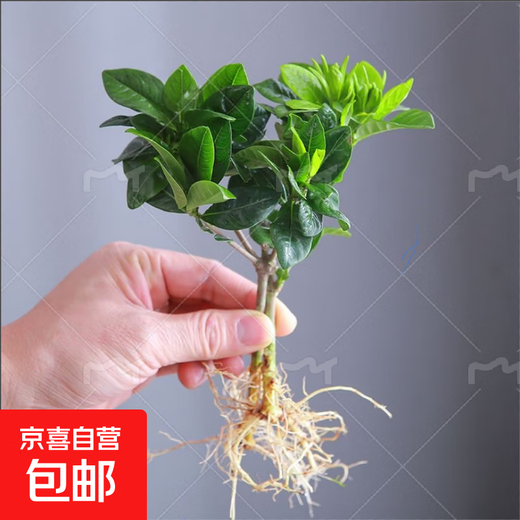 Small potted gardenia potted plant blooms in all seasons without buds. Indoor pothos hydroponic flowers and green plants are easy to grow and live. Low-profile 15-20cm 2 plants. Flowering in small quantities in the year. Strong-flavored gardenia.
