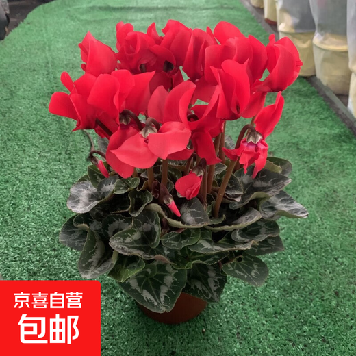 Cyclamen potted plant with flowers extra large rabbit flower plant indoor double Phalaenopsis blooms in all seasons, good for raising seedlings, high-quality original pot, big flower, good luck, Cyclamen (full bloom)