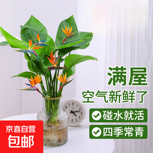Hydroponic bird of paradise potted flower plants indoor living room green plant surface Strelitzia reginae absorbs formaldehyde and is easy to feed in all seasons. High-quality hydroponic bird of paradise 40-50 cm 3 trees