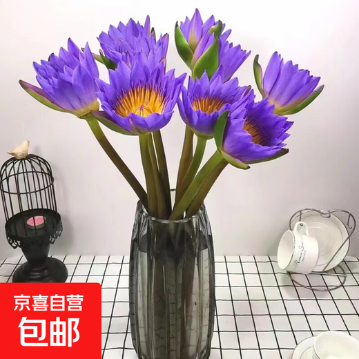 Water lily special price fresh flowers Guangzhou straight hair with buds indoor hydroponics niche fairy fluttering Chinese Valentine's Day gift 10 random color water lilies